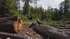 Best Tree Maintenance Programs  in Abbotsford, WI