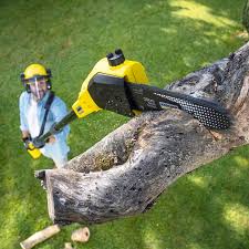 Best Palm Tree Trimming  in Abbotsford, WI