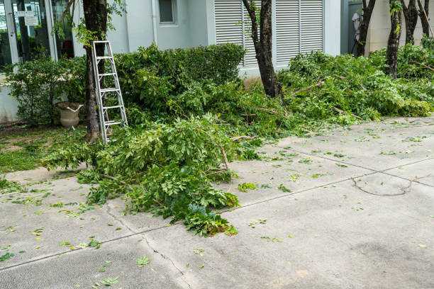 Abbotsford, WI Tree Services Company