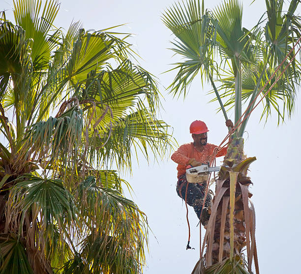 Best Commercial Tree Services  in Abbotsford, WI