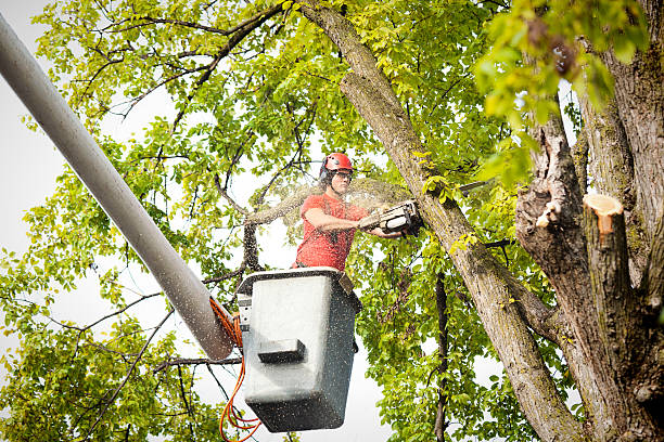 Best Fruit Tree Pruning  in Abbotsford, WI