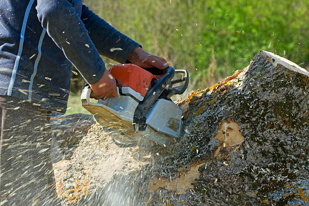 Lawn Watering Services in Abbotsford, WI